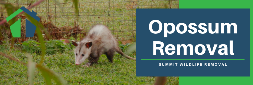 opossum removal virginia beach