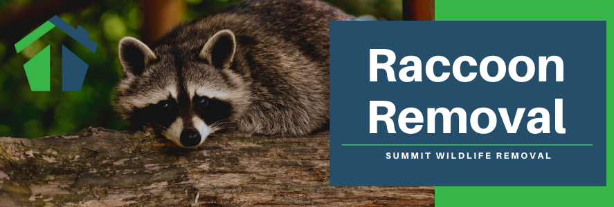 raccoon removal virginia beach