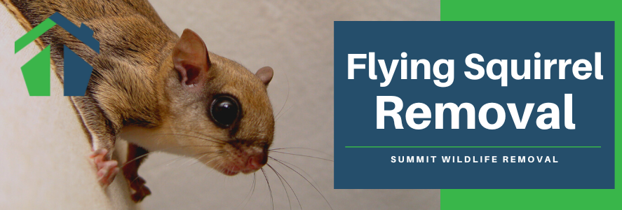 flying squirrel removal virginia beach