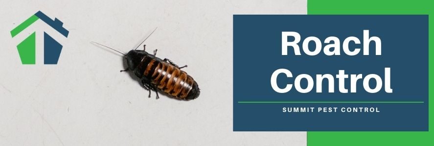 Roach Control - Virginia Beach - Summit Pest Control