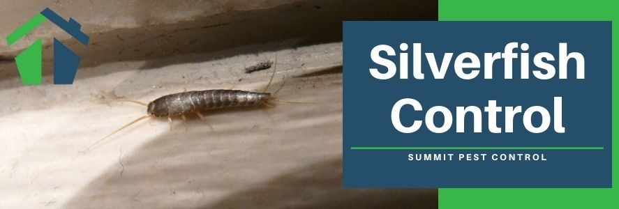 Silverfish Control in Va Beach - Norfolk and Hampton VA