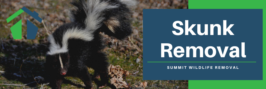 skunk removal virginia beach