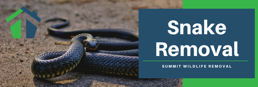 snake removal virginia beach