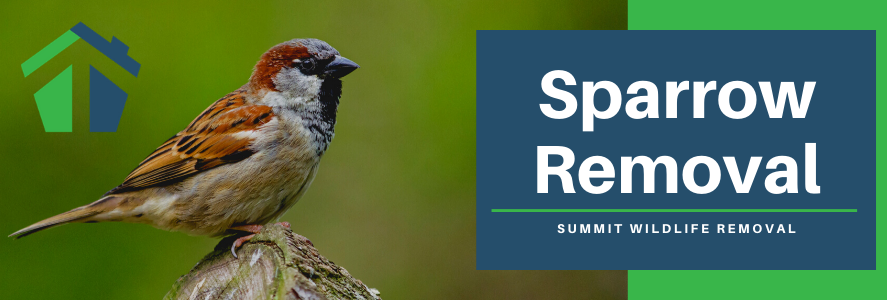 sparrow removal virginia beach