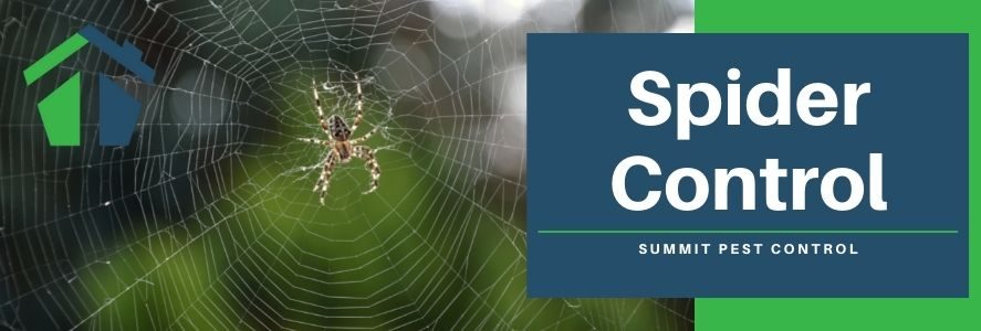 Spider Control in VA Beach