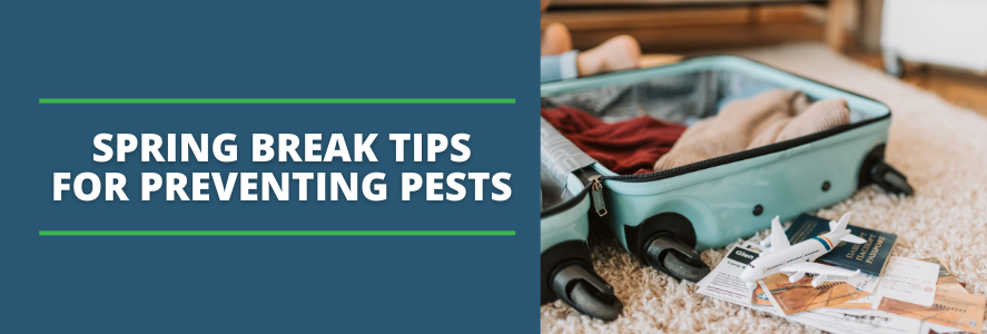Spring Break Pest Prevention Tips