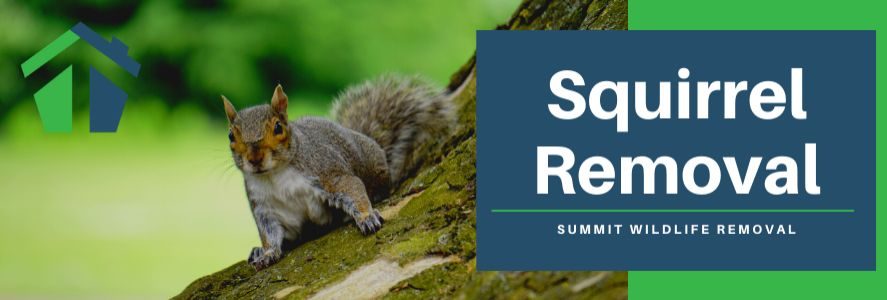 Squirrel Removal Virginia Beach