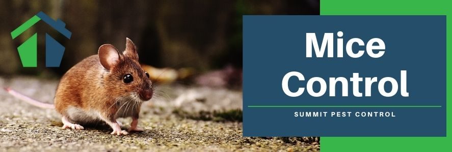 Mice Control in Virginia Beach