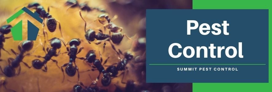 Pest Control in VA Beach - Summit Pest Control