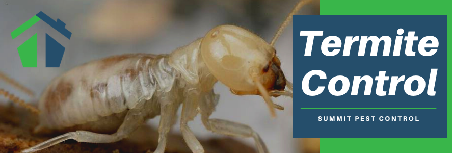 Termite Control - Summit Pest Control