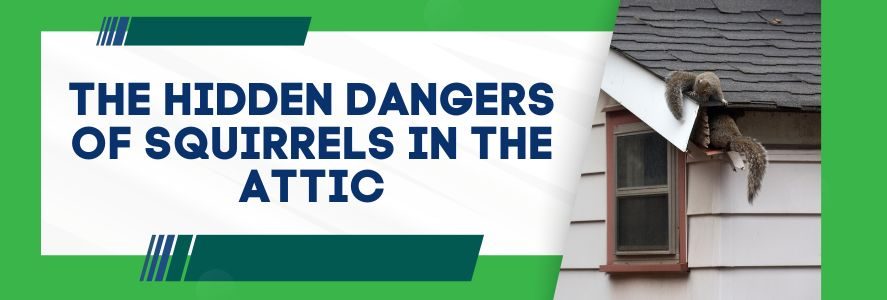 The Hidden Dangers of Squirrels in The Attic
