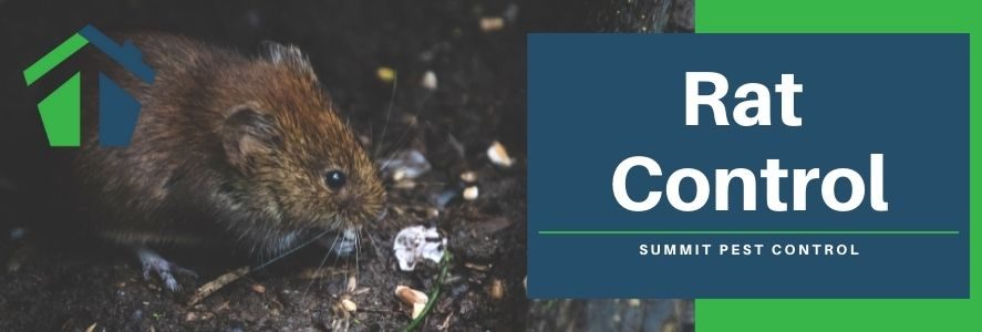 Rat Control in Virginia Beach, Newport News, Hampton, and Norfolk, VA