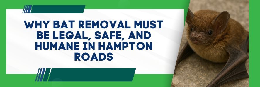 Why Bat Removal Must Be Legal, Safe, and Humane in Hampton Roads