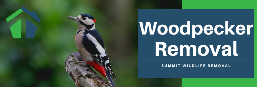 woodpecker removal virginia beach