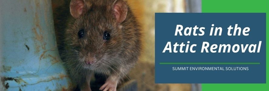Rats in Attic Removal in Hampton, Norfolk, and Newport News - Summit ...