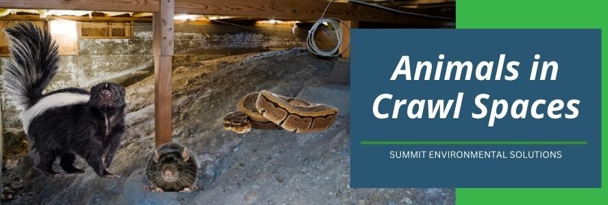 summit va beach animals in crawl space