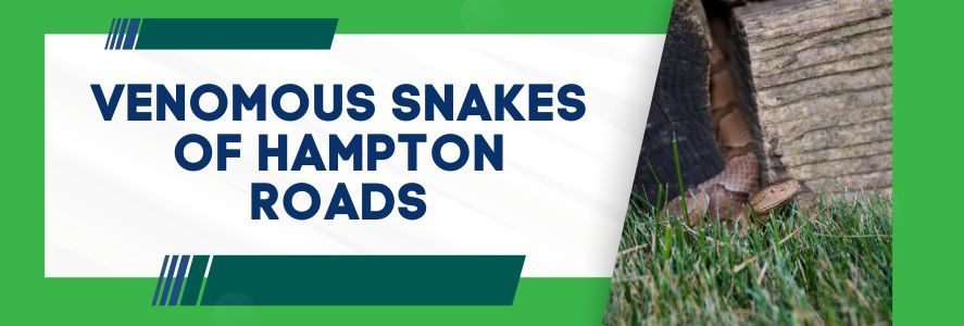 venomous snakes summit va beach july blog