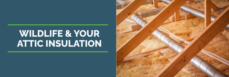 wildlife and your attic insulation